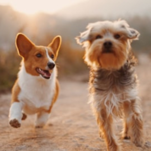 Zuke's Mini Naturals Dog Treats