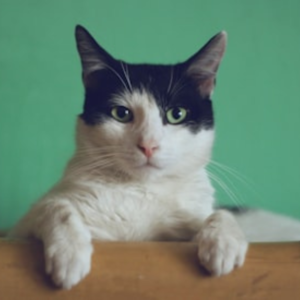 Temptations Cat Treats