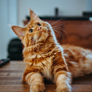 Fancy Feast Wet Cat Food Variety