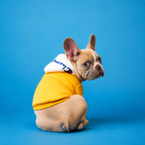 Adjustable Dog Harness