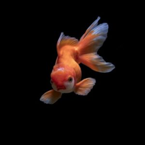 Aqueon LED Aquarium Starter Kit