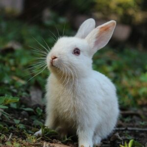 Oxbow Garden Select Rabbit Food